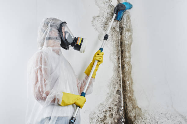 Biohazard Mold Removal in Proctor, MN