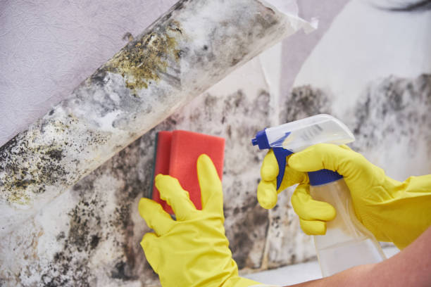 Why You Should Choose Our Mold Remediation Services in Proctor, MN